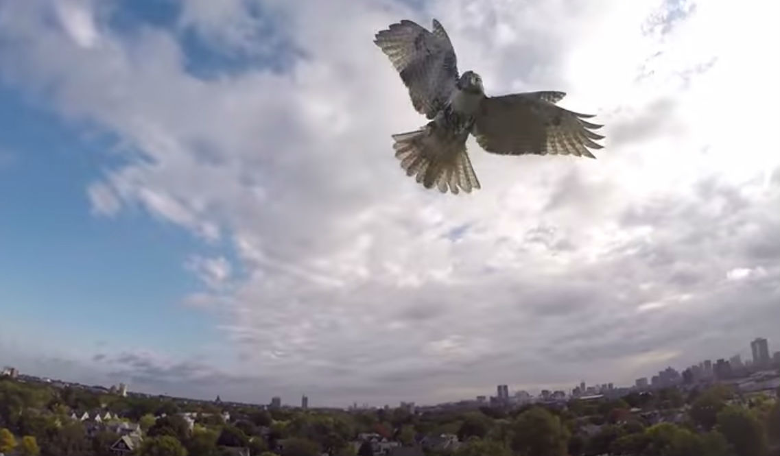 O falcão que derruba drones: Natureza 1, Tecnologia 0 [vídeo]