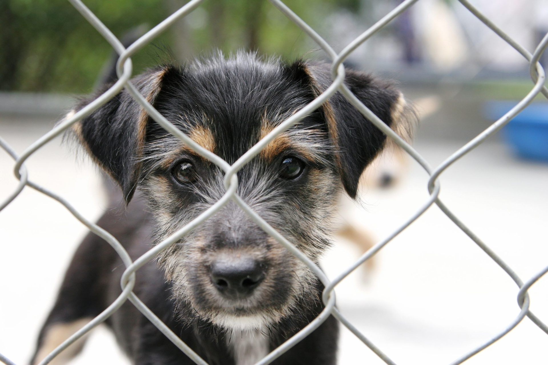 Lei que criminaliza maus-tratos contra animais entra em vigor