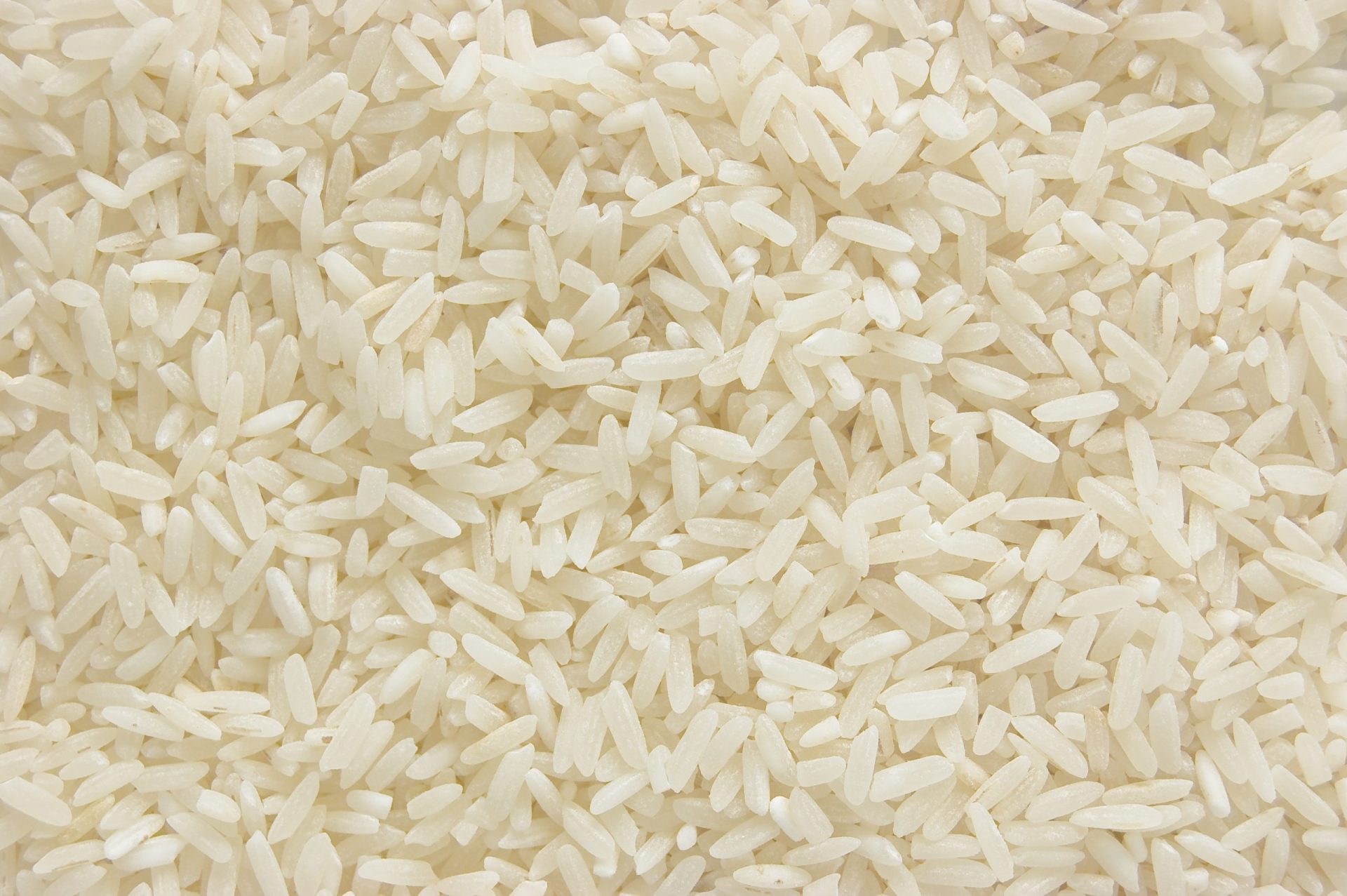 Fungo está a destruir cultura de arroz do Mondego