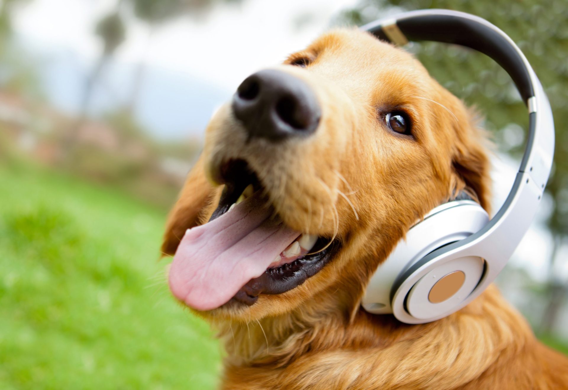 O ‘iPod para cães’ que ajuda os animais a lidar com a ansiedade