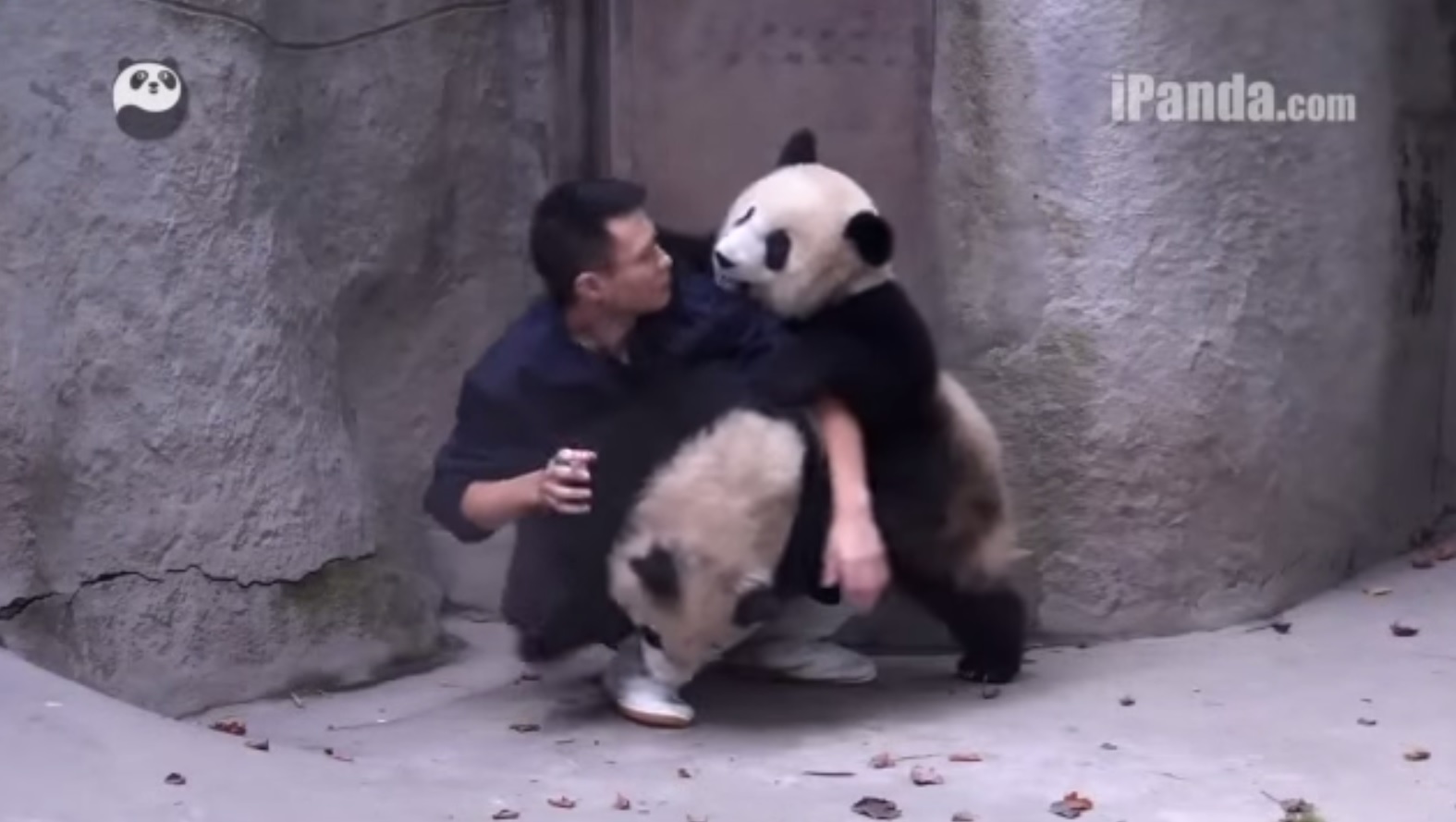 Um vídeo de pandas a serem medicados tornou-se viral