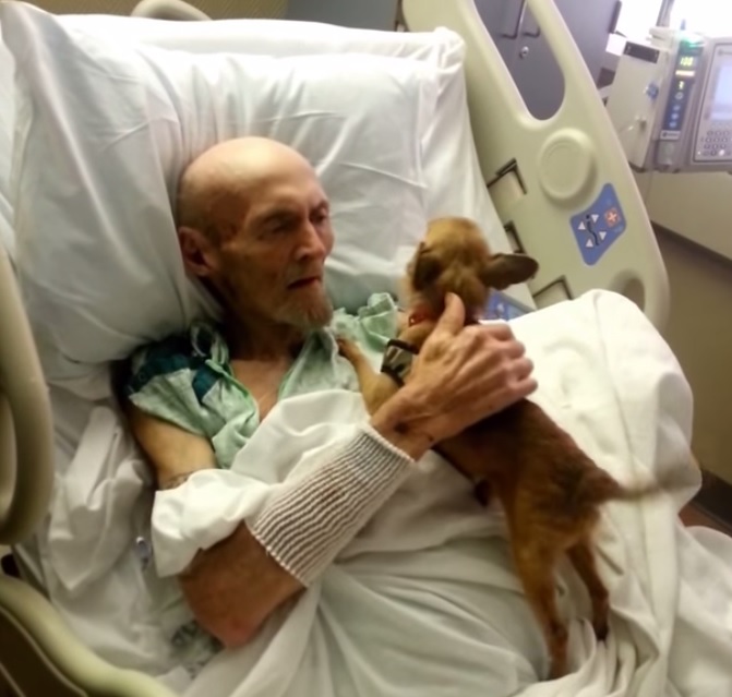 Idoso ‘ganha vida’ depois de visita do cão ao hospital [vídeo]