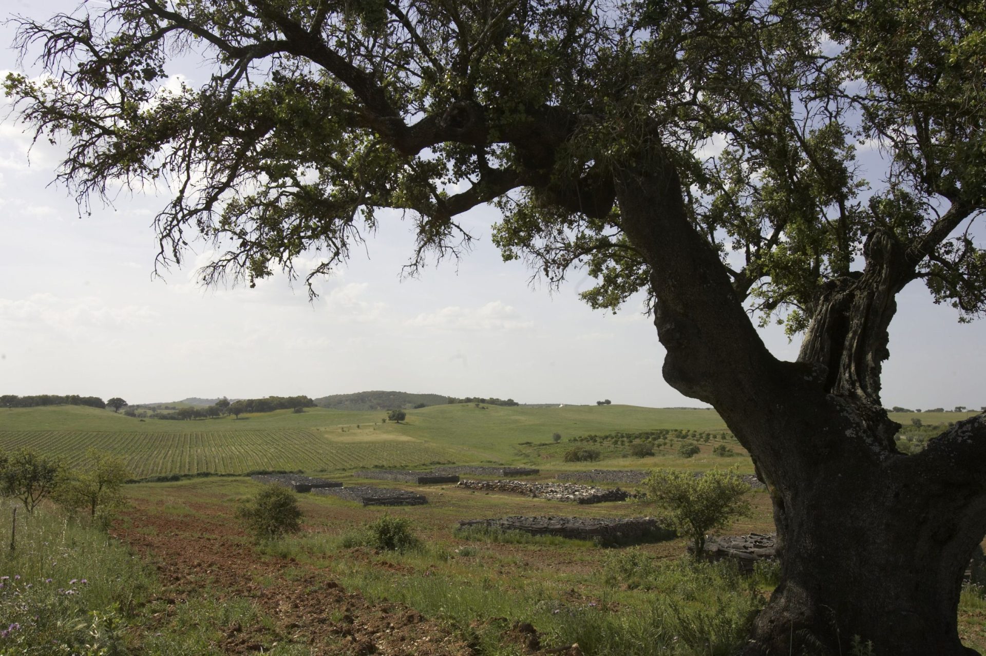 Agricultor obrigado a pagar multa até 85 mil euros por limpar um terreno