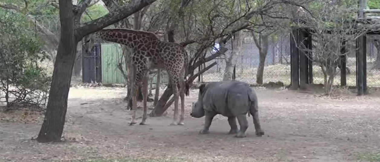 Bebé rinoceronte aprende da pior maneira que não se deve meter com uma girafa