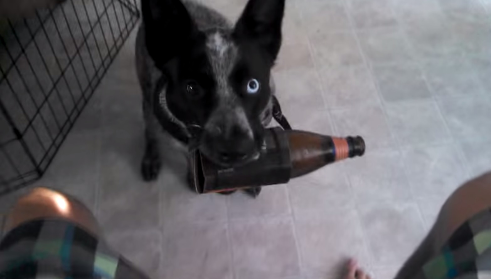 O melhor amigo do homem é o que traz uma cerveja gelada