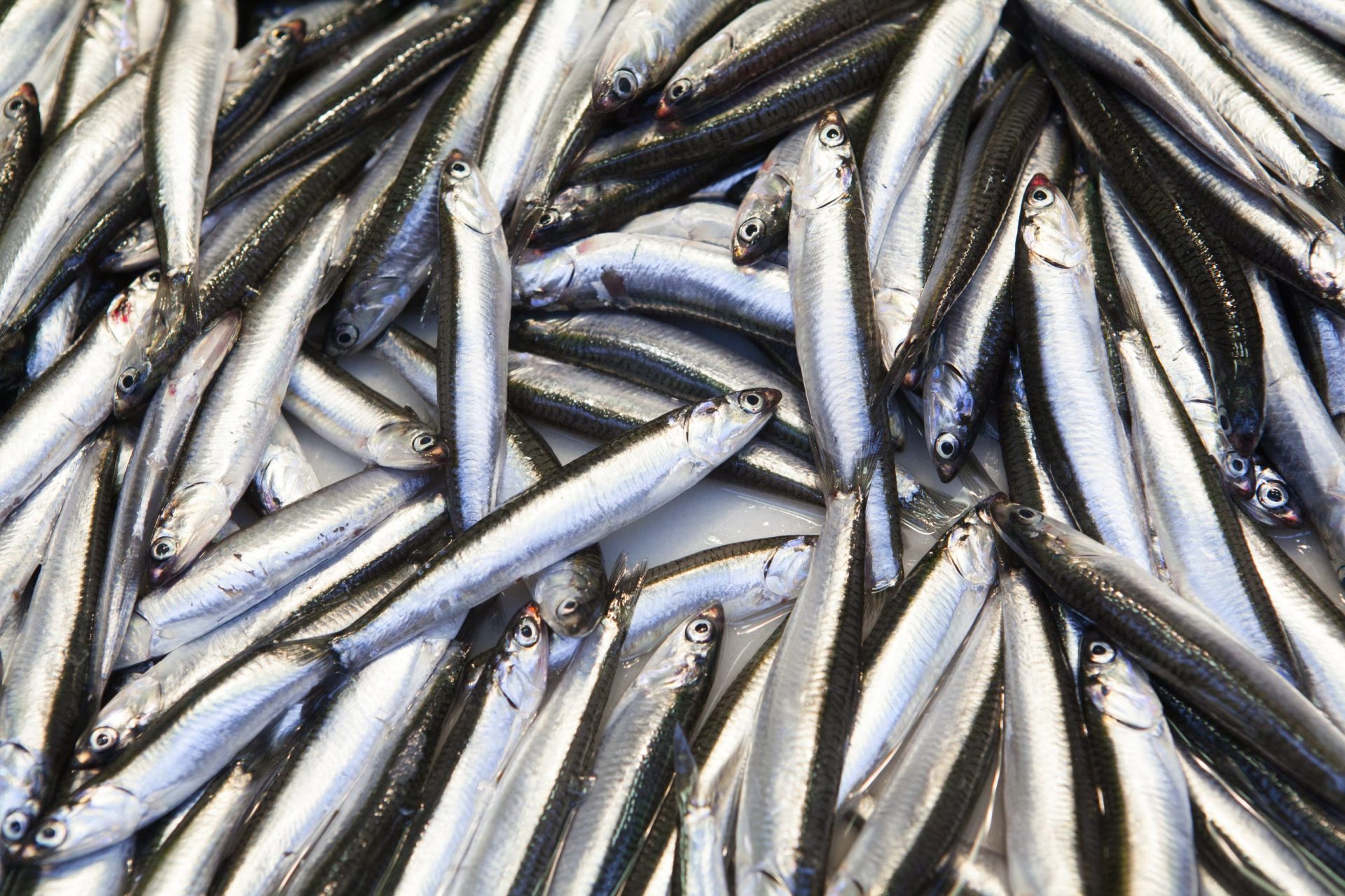 Pescadores de sardinha vão receber compensações financeiras