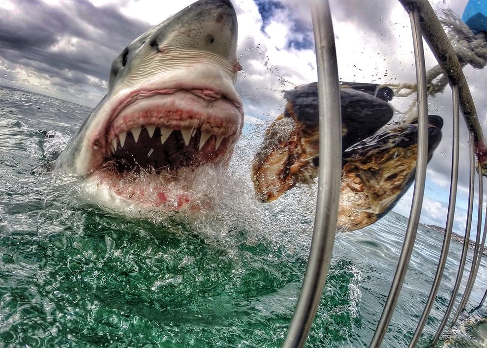 A foto de um tubarão de boca aberta tornou-se viral. E controversa