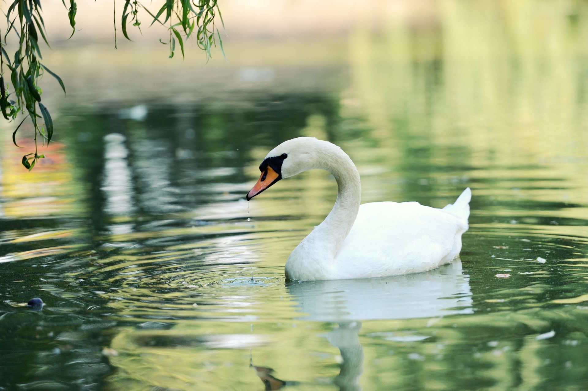 Detectado vírus da gripe aviária em excrementos de cisnes no Japão