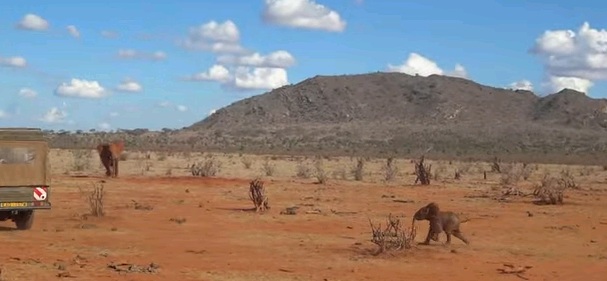 Vídeo capta salvamento de elefante bebé