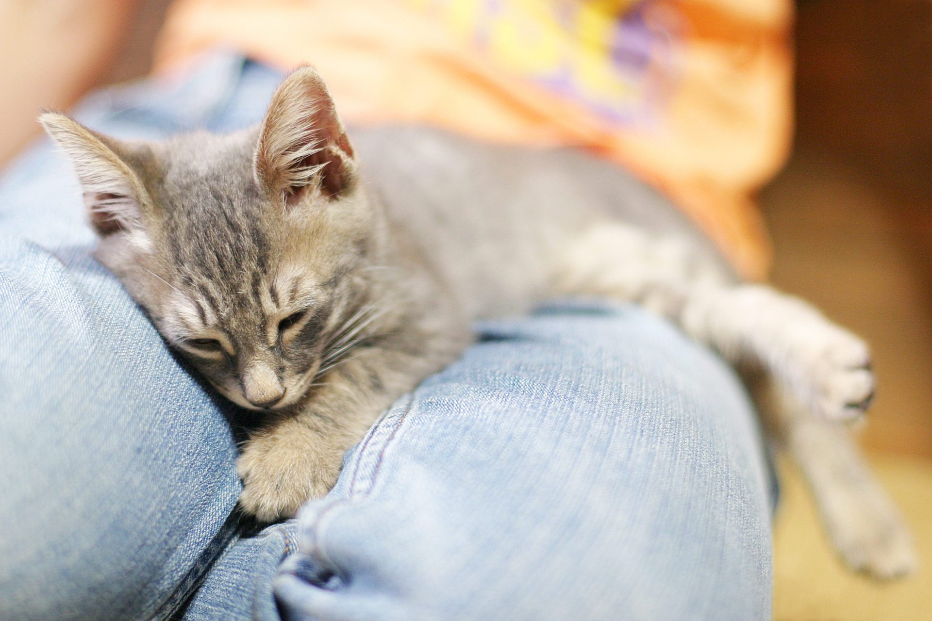 Porque é que os gatos gostam tanto de se roçar nas nossas pernas?