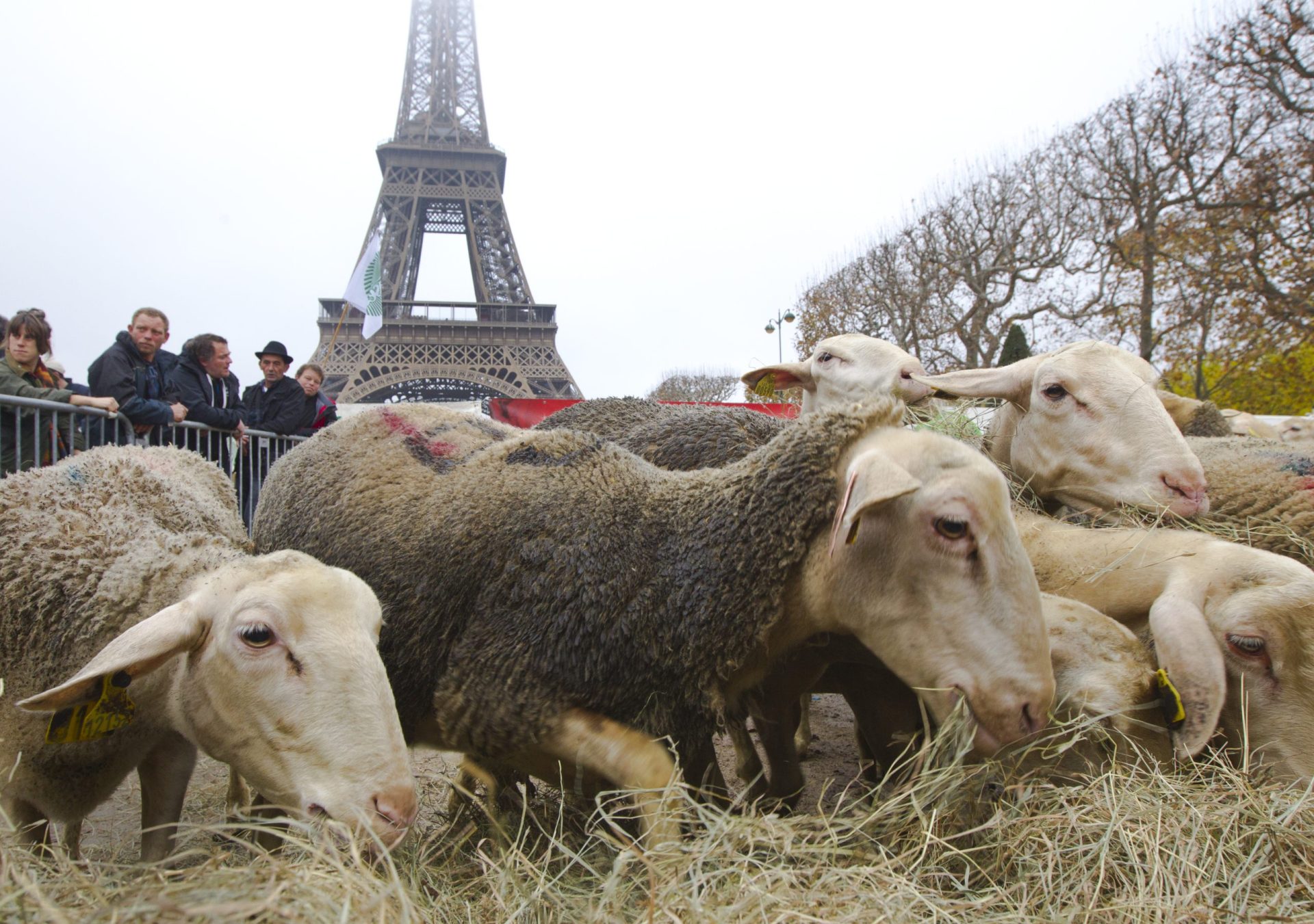 Ovelhas protestam junto à Torre Eiffel