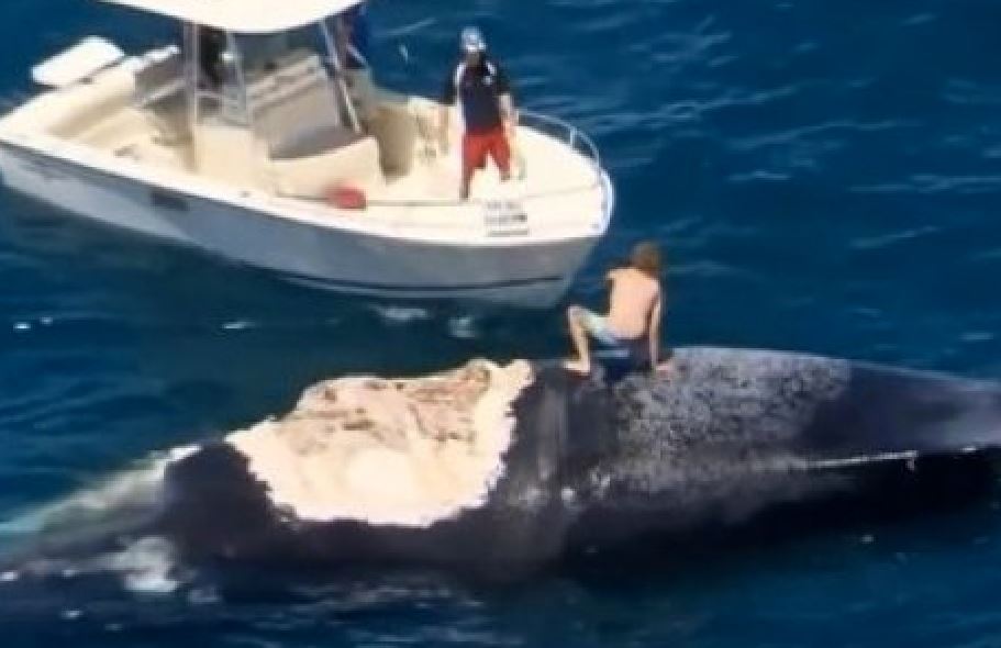 Surfista ‘escala’ baleia morta rodeada de tubarões