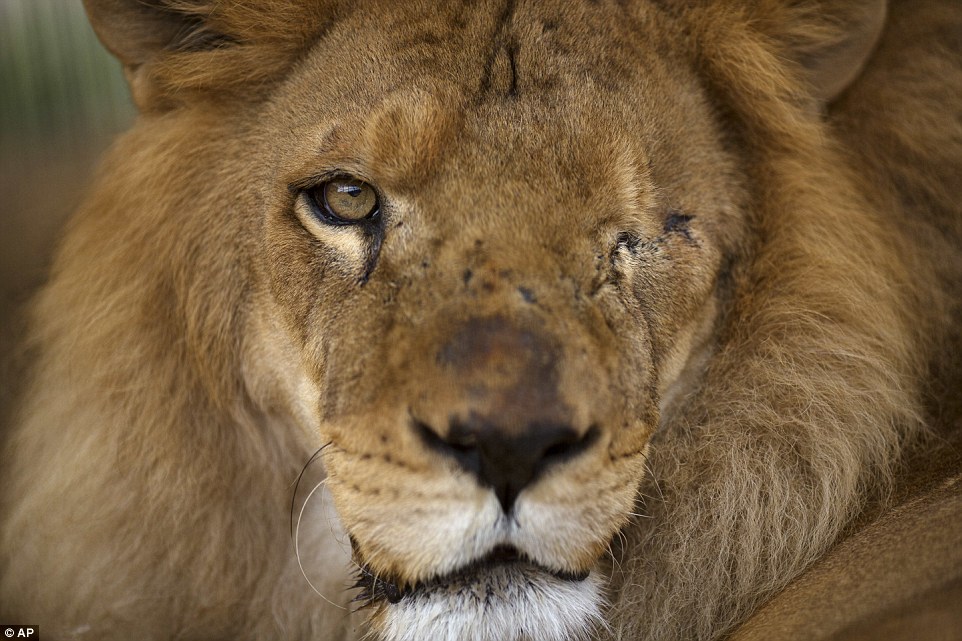 Circo deixa feridas insanáveis em leões