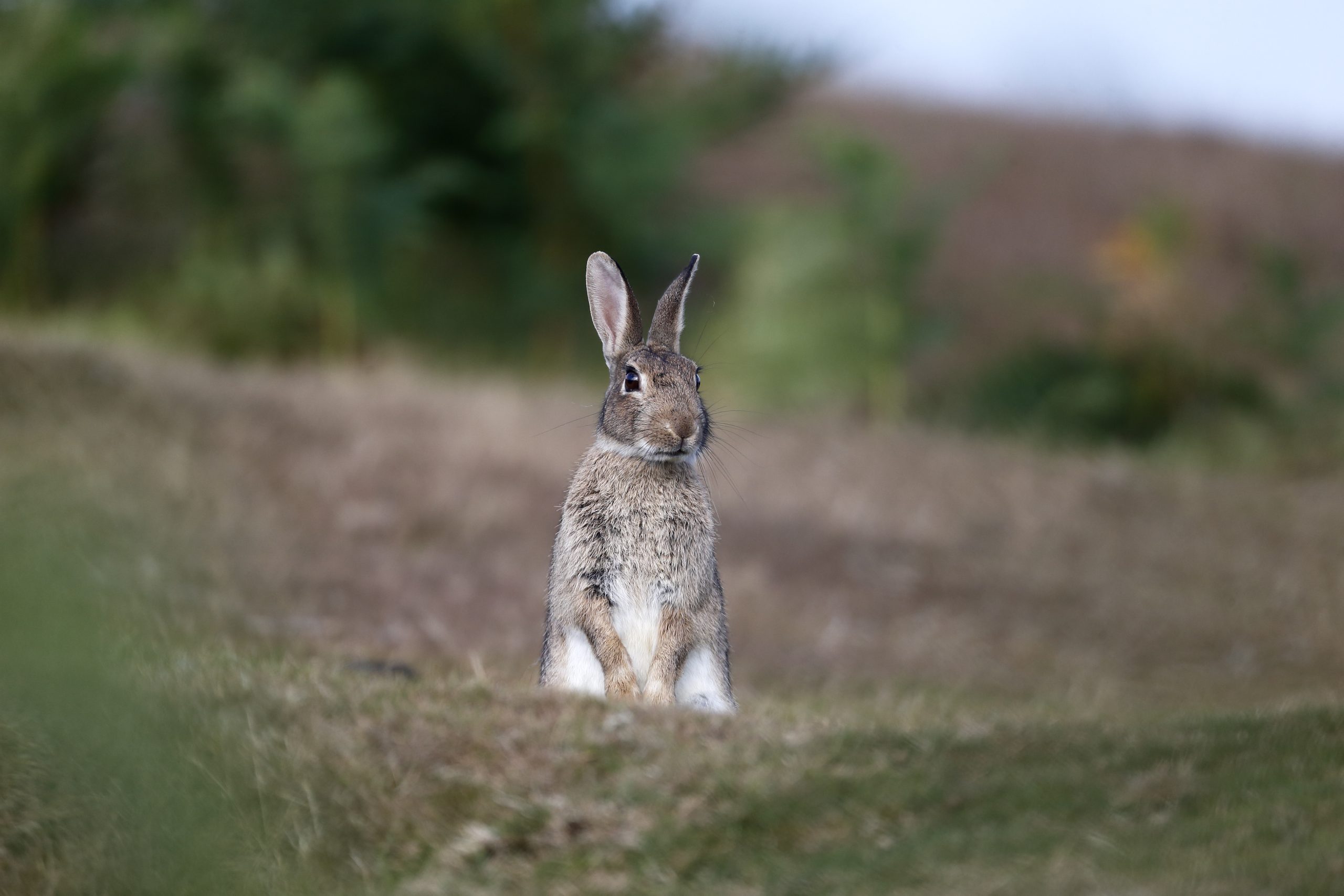 Caçadores anunciam queixa-crime devido a morte de coelhos