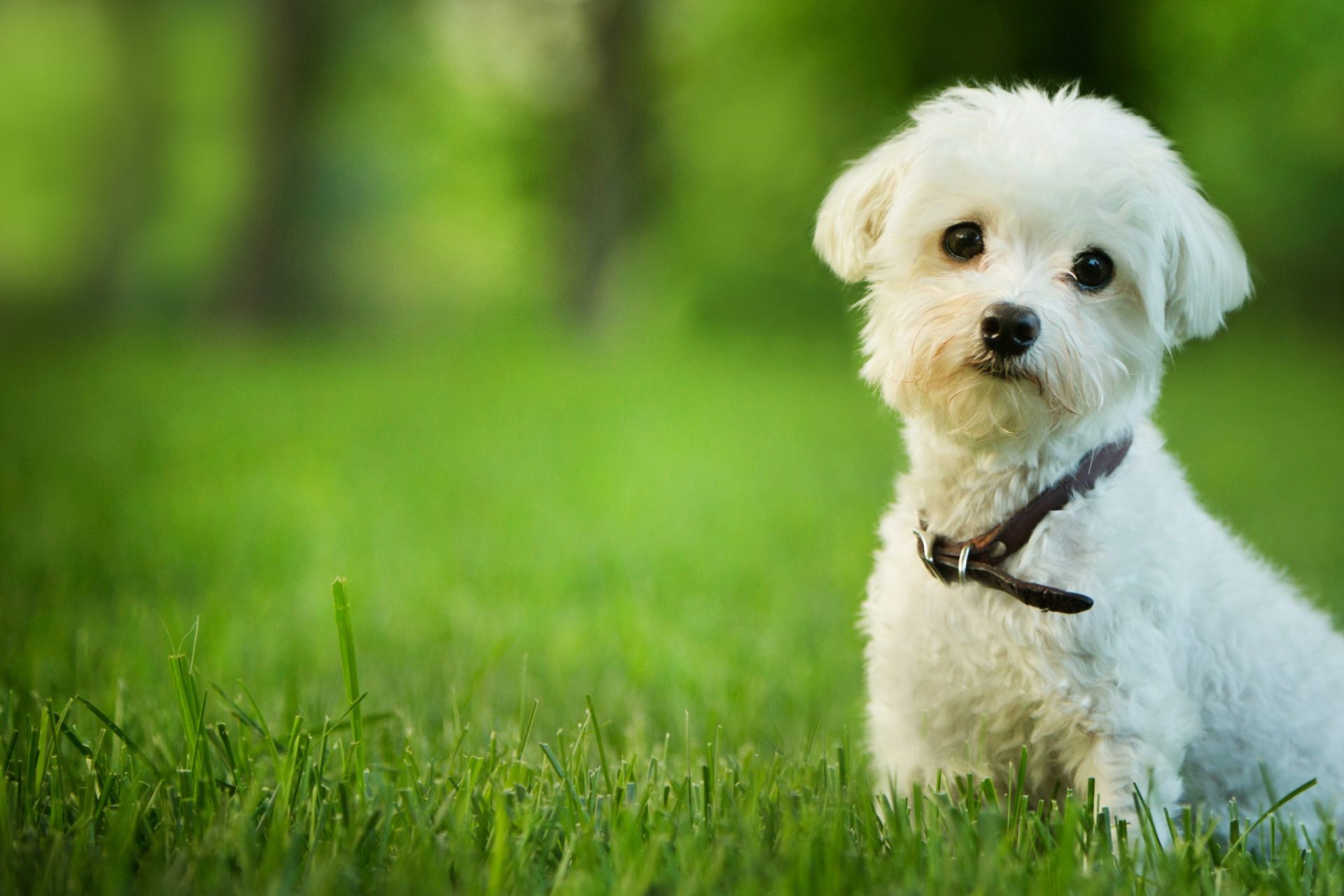 Fábrica usa pele de cão para fazer luvas e sapatos