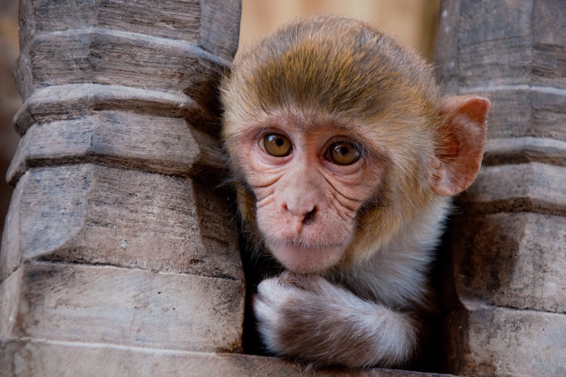Macaco salva a vida de amigo electrocutado [vídeo]