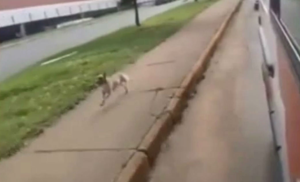 Cão persegue ambulância que leva dono doente [vídeo]