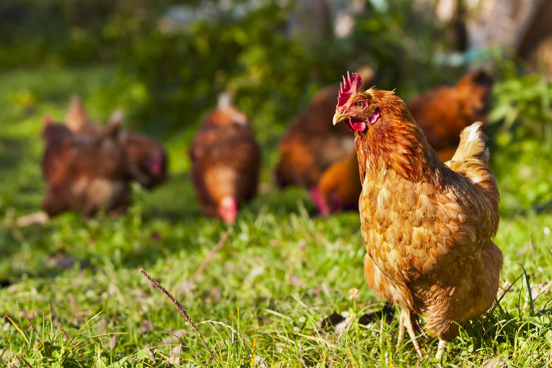 Japão: 42 mil frangos abatidos num só dia