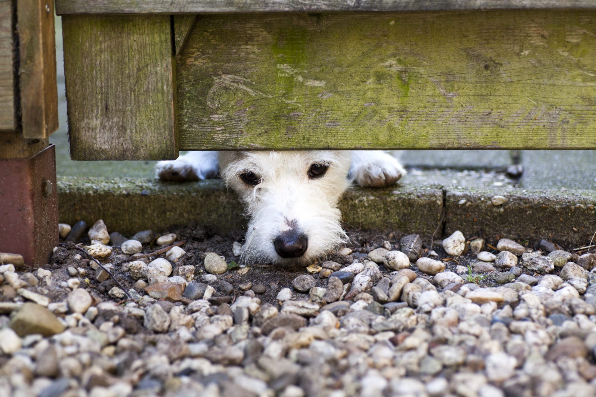 Quer saber o que faz o seu cão quando está sozinho em casa? Temos uma ideia [vídeo]