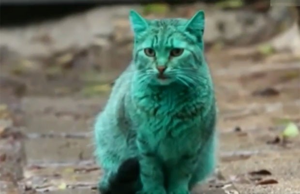 O gato verde que se tornou viral
