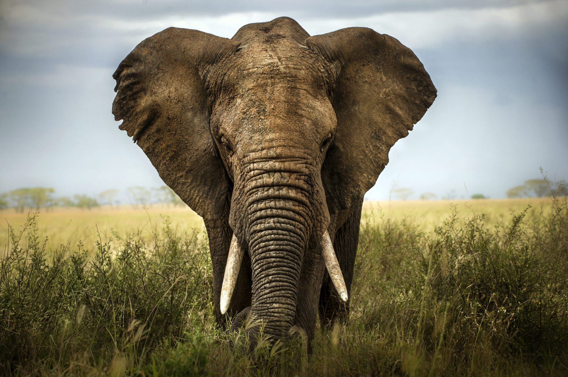 Matança de elefantes para venda de marfim está ‘fora de controlo’