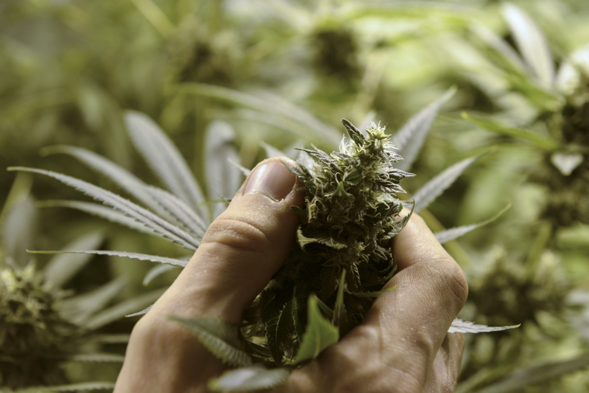 Governo do Uruguai vai vender cannabis