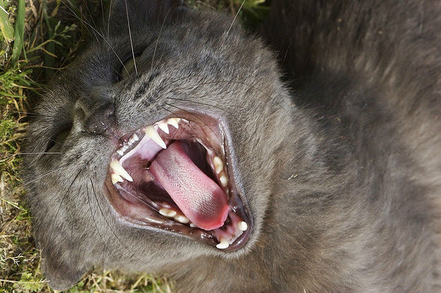 Gata salva criança de ataque de cão [VÍDEO]