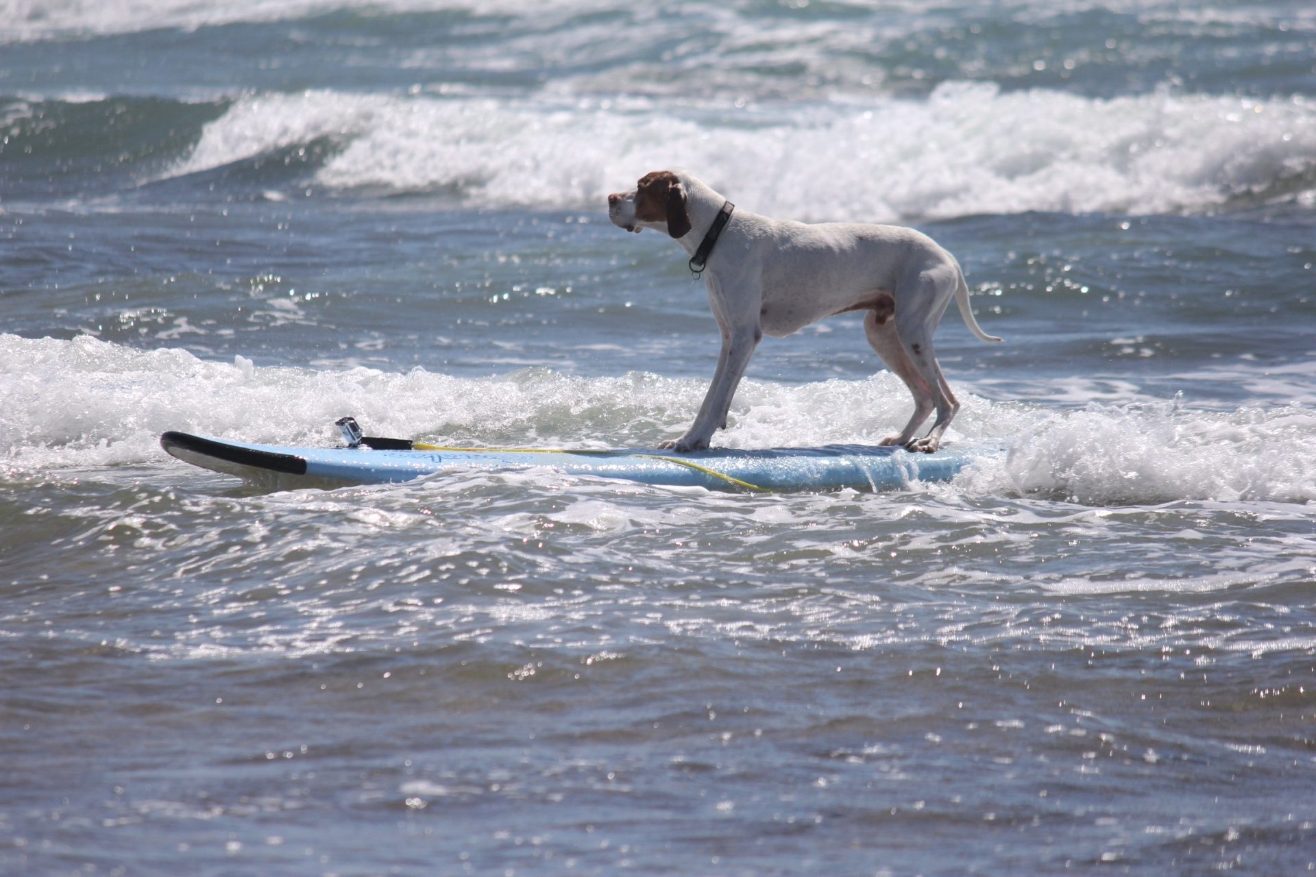 Cascais recebe ‘cãopeonato’ de surf