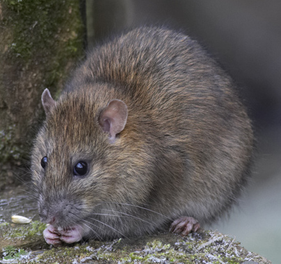 Cientistas põem ratos a &#8216;correr&#8217; durante 54 semanas