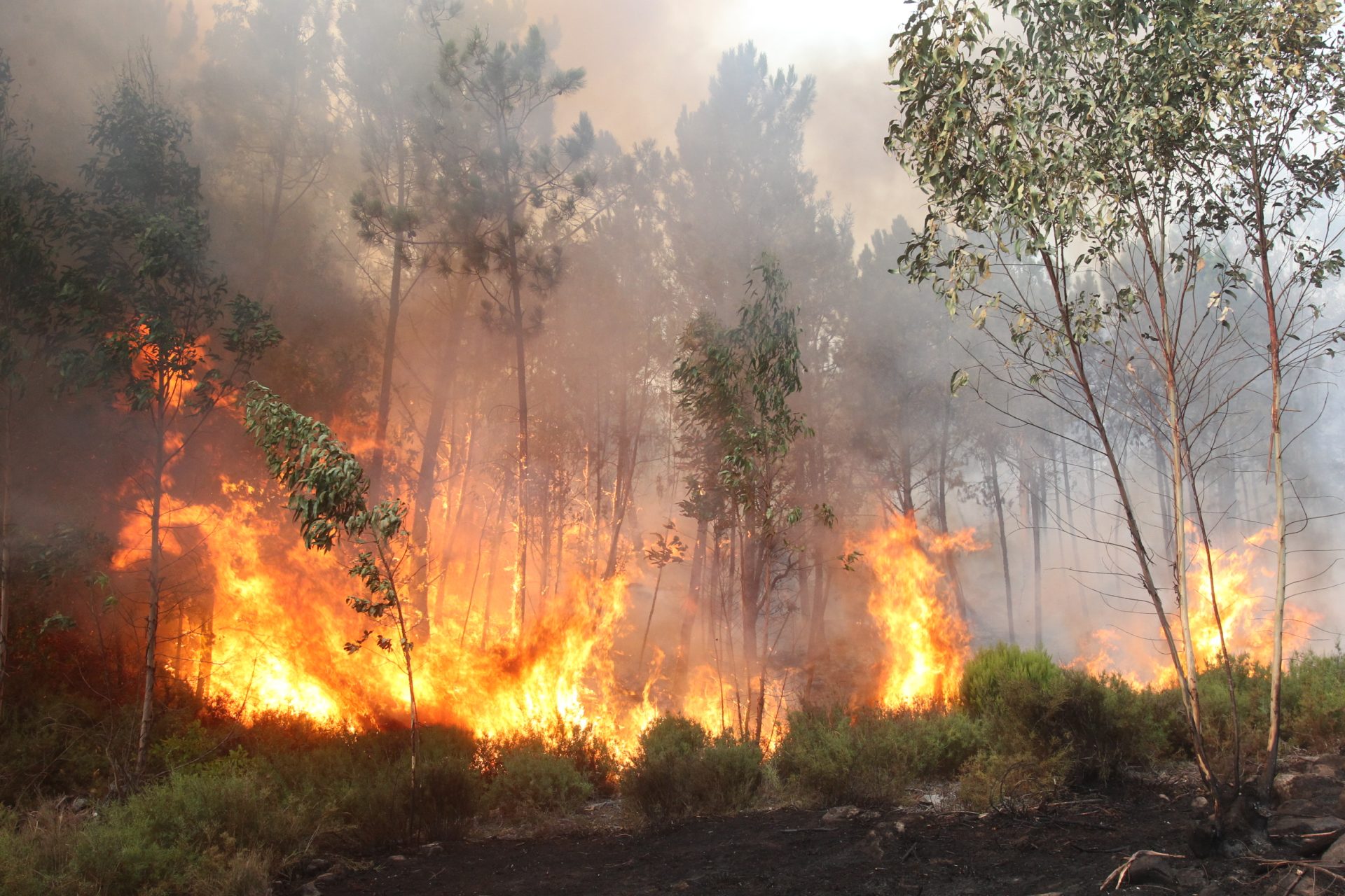 Algarve com risco elevado de incêndio