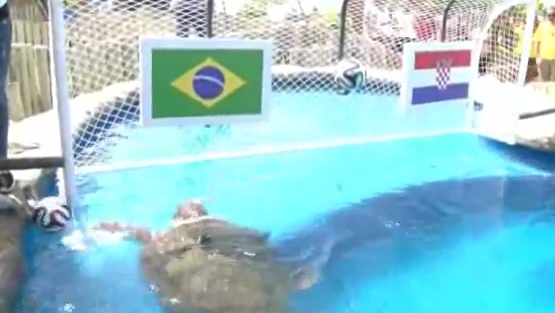 Tartaruga ‘adivinha’ resultados do Mundial 2014