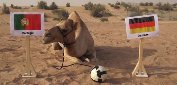 Portugal trama o camelo ‘adivinho’