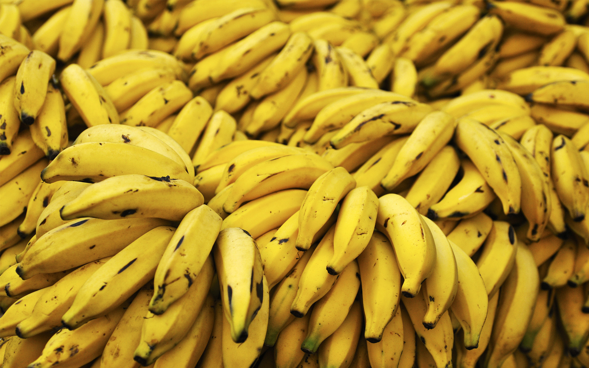 Uma super-banana contra a fome no mundo