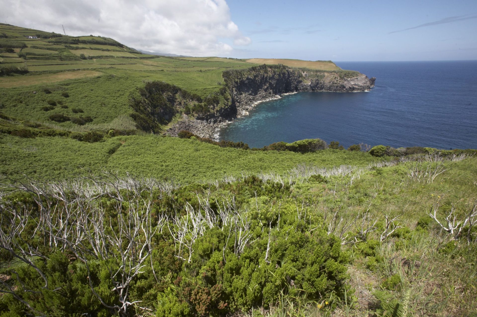 Espécies marinhas invadem ecossistemas dos Açores