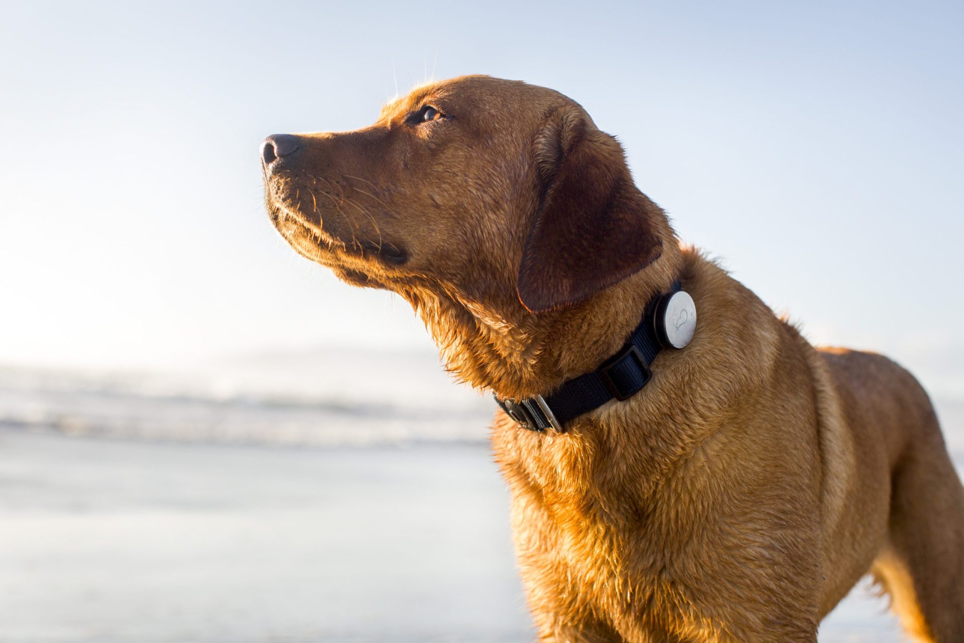 Cães atacam mulher e criança