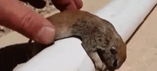 Salva esquilo bebé com manobras de reanimação