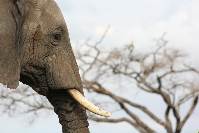 Relações económicas entre China e Angola favorecem tráfico de marfim