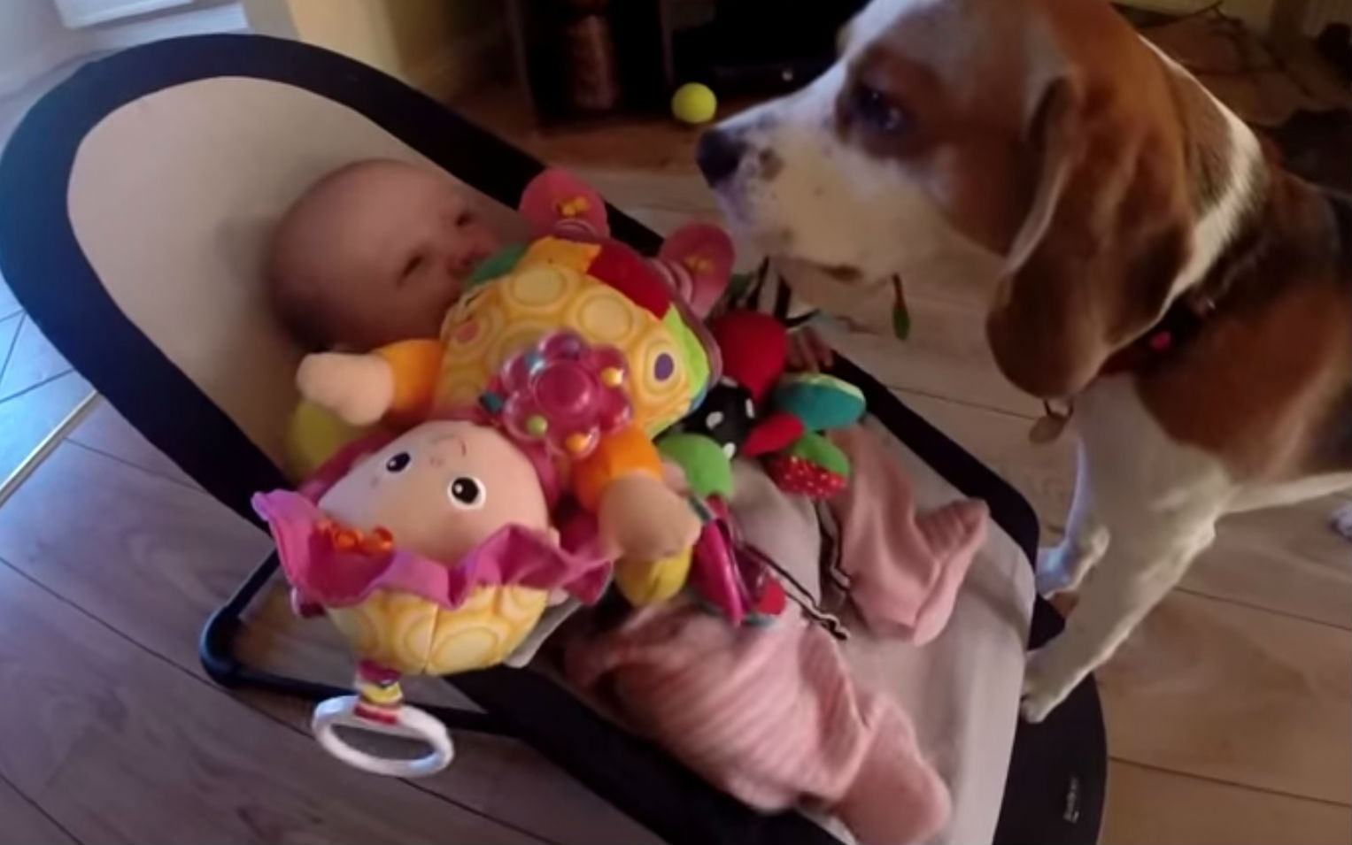 Cão rouba brinquedo a bebé mas recompensa-o em grande [vídeo]