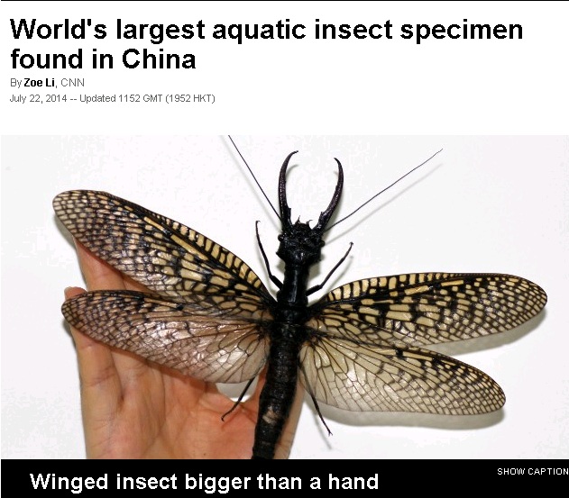 Maior insecto aquático do mundo descoberto na China