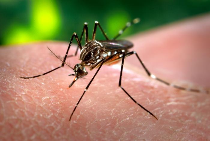 Mosquito da dengue volta à actividade na Madeira