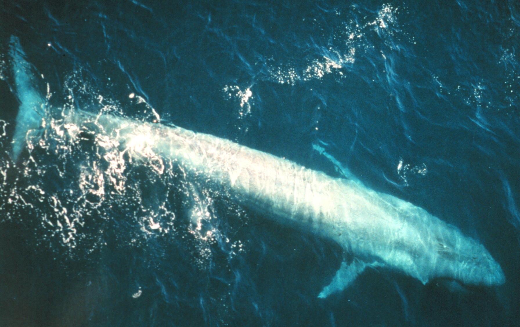 Baleia albina rara aparece nas águas australianas
