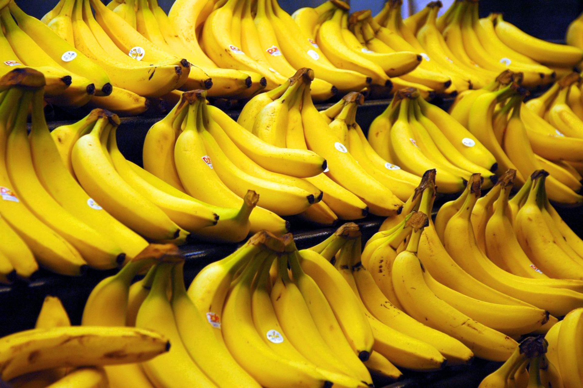 Cocaína dissimulada em bananas