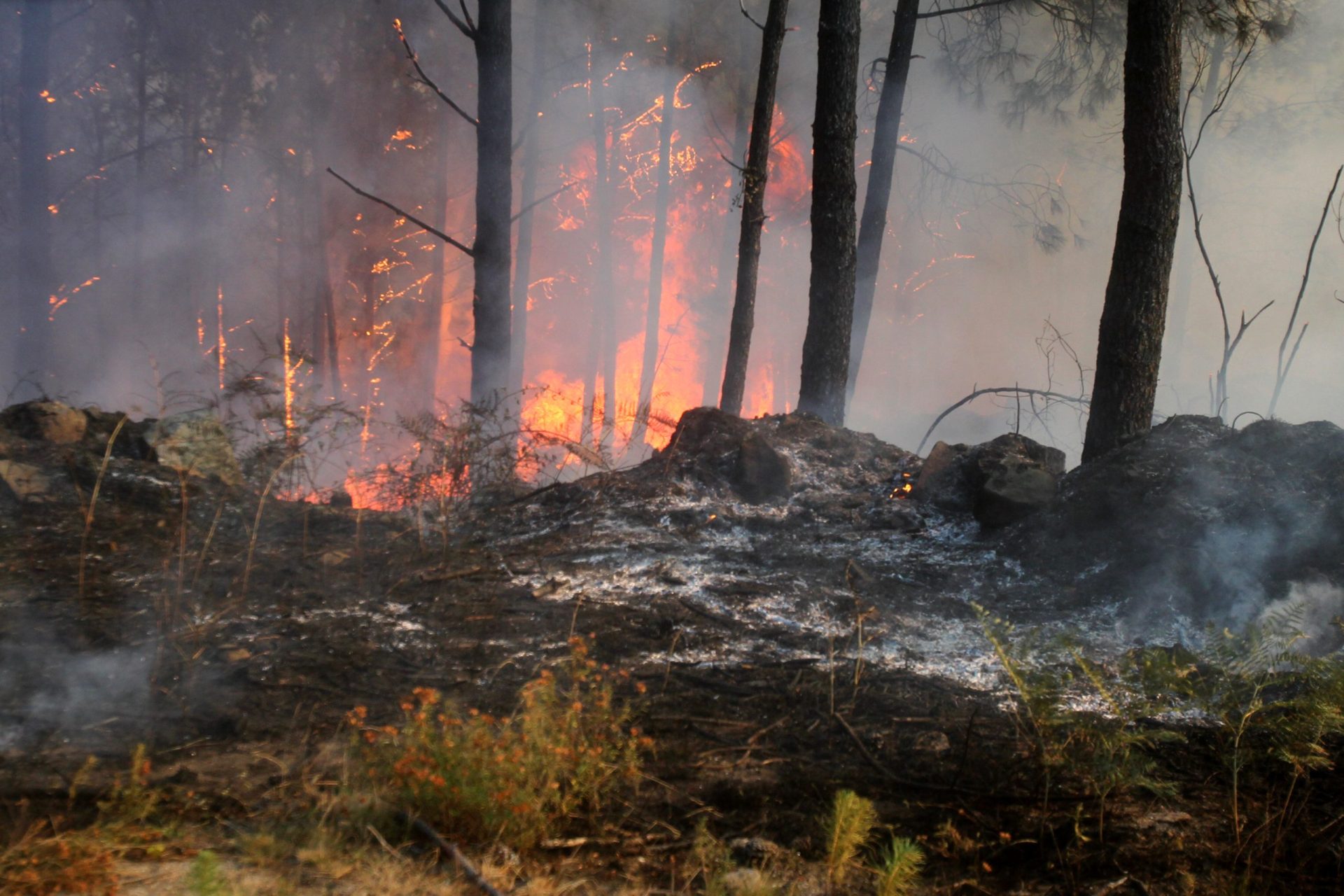 Abrantes: Mais de cem operacionais combatem incêndio florestal