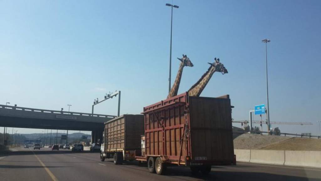 Morte de girafa na auto-estrada provoca indignação