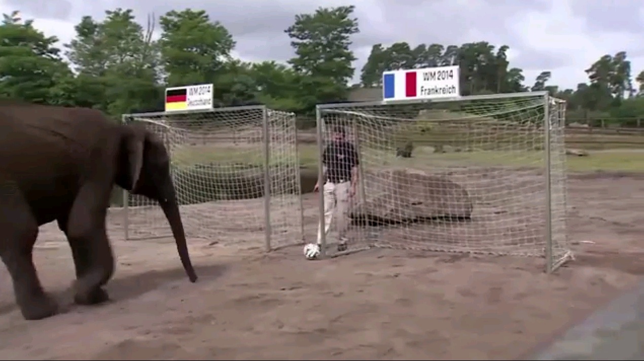 Elefante Nelly é o novo oráculo do Mundial