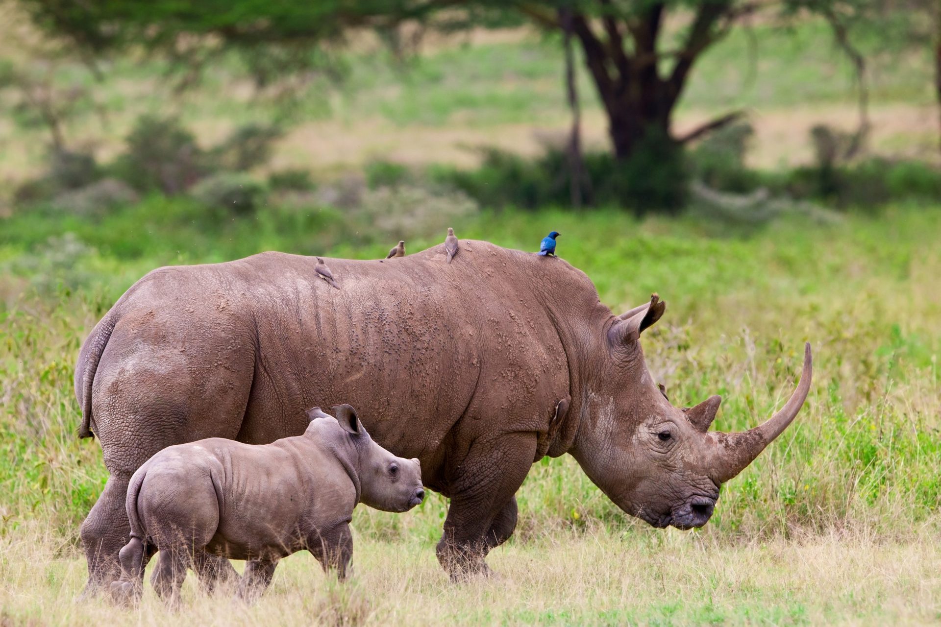 África do Sul protege rinocerontes da caça furtiva
