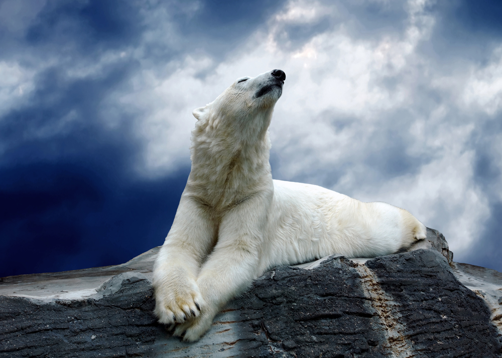 Morreu o último urso polar de África
