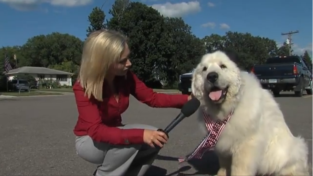 Duke é um cão e foi eleito mayor em Minnesota