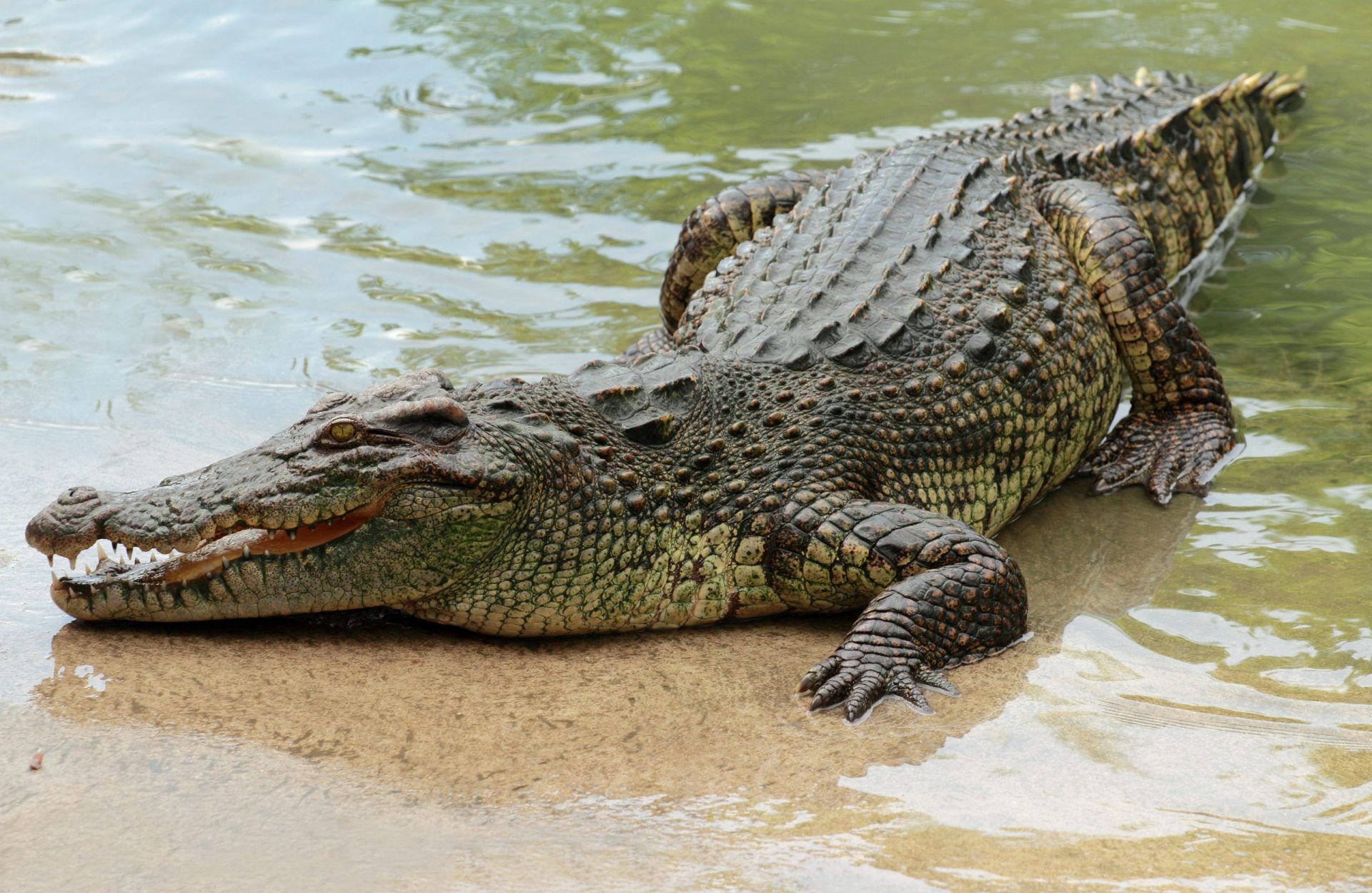 E se um crocodilo o perseguisse enquanto nadava?