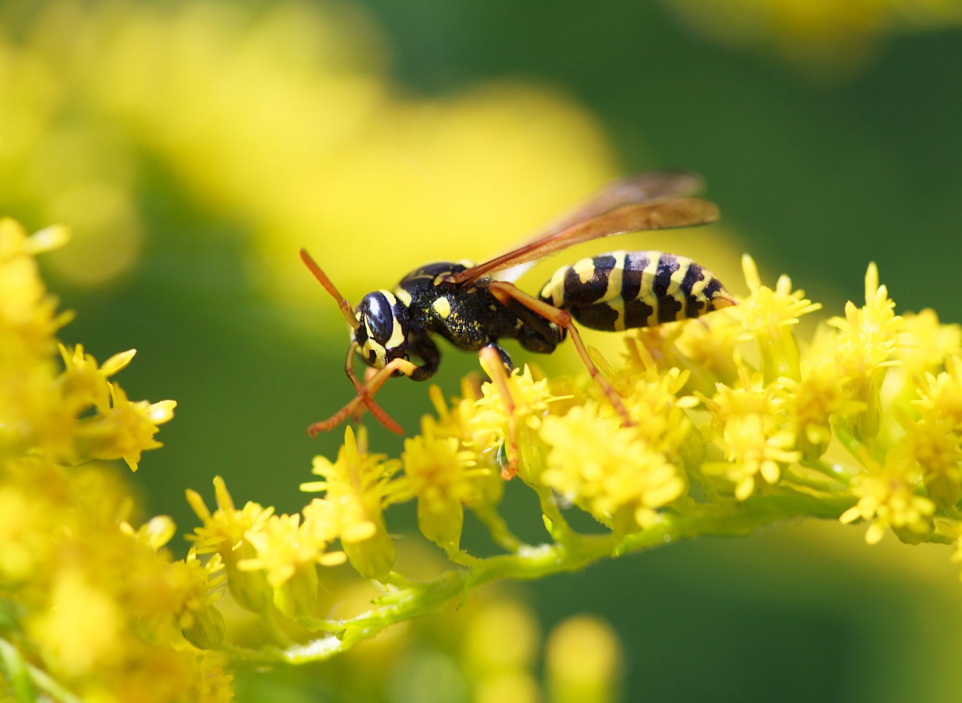 Quercus e apicultores exigem “mais empenho” no combate à vespa asiática